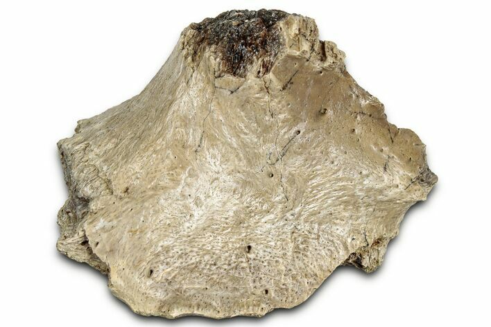 Fossil Tyrannosaur (T rex) Bone Section - Wyoming #328686